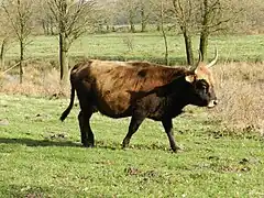 Rinderzucht, ebenfalls im Hervester Bruch