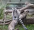 Katta (Lemur catta)