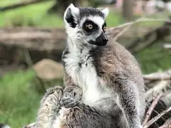 Katta