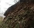 Wallschutt des Ringwalles am Schanzenkopf