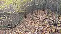 Wall 4 des Ringwalls Dommelberg Koblenz westlich der Südkuppe mit Vorgraben