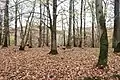 Ringwall Kautenbach Teilbereich Gipfelplateau.