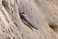 Uferschwalbe