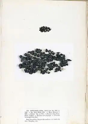 R. atra Roth, Tafel aus dem Herbarium der Brüder Pierre-Louis und Hippolyte-Marie Crouan, 1852.