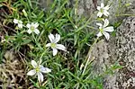 Cerastium alsinifolium
