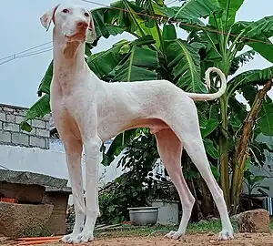 Rajapalayam (Hund)