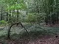 Das Quellgebiet bei Rödermark-Urberach