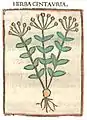 ... Centauria [maior]. ... Druck Rom 1481