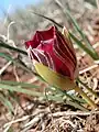 Romulea monadelpha