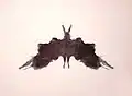 Tafel 5Fledermaus, Schmetterling, Motte
