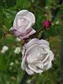 ‘Ayrshire Splendens’, Rosa arvensis, vor 1837