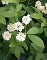 Rosa banksiae var. banksiae
