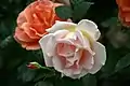 ‘Royal Sunset’, Dennison H. Morey, 1960