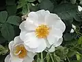 ‘Alba semiplena’, Rosa alba, sehr alt