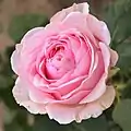 ‘Carinella’, Meilland, 1973