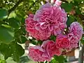 ‘Pink Swany’ (oder ‘Les Quatre Saisons’), Meilland, 2003