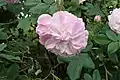 ‘Aimable Rouge’, Vibert, 1819