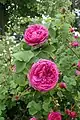 ‘Blush Damask’, vor 1806