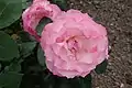‘Bordure Rose’, Delbard, vor 1971