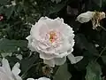 ‘Climbing Pale Pink’, unbekannt