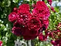 ‘Crimson Siluetta’, Kordes, 2019