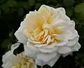 ‘Crocus Rose’, Austin, 2000