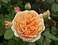 ‘Crown Princess Margareta’, Austin, 1999