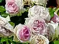 Rosa ‘Eden 85’