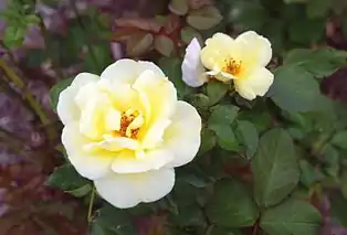 ‘Eternal Flame’, Meilland 2007