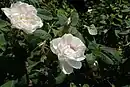 'Félicité Parmentier'