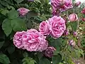 ‘Futtacker Schlingrose’, Geschwind, 1900