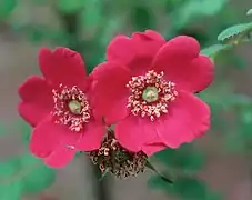 „Geranium“