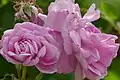‘Geschwinds Nordlandrose’, Geschwind, 1884
