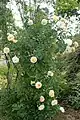 Rosa 'Ghislaine de Féligonde', Europa-Rosarium Sangerhausen