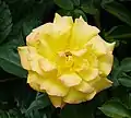 ‘Goldmarie’, Kordes, 1982
