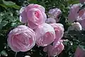 ‘Hans Gönewein Rose’, Evers/Tantau, 1999