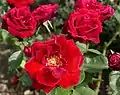 ‘Karneol Rose’, Radke, 1964