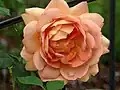‘Lady of Shalott’, Austin, 2009