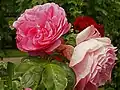 ‘Mariatheresia’, Evers, 2003