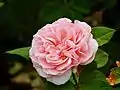 ‘Maxima Romantica’, Meilland, 2011