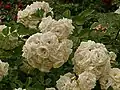 ‘Midsummersnow’, Vissers, 2001