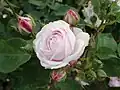 ‘Mademoiselle Blanche Lafitte’, Pradel, 1851