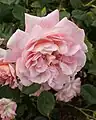 ‘Nymphenburg’, Kordes, 1954