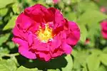 ‘Officinalis’ (oder ‘Apothekerrose’), Rosa gallica, vor 1160