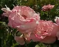 ‘Operettenrose’, Delbard-Chabert, 1967