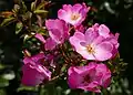 ‘Phlox Meidiland’, Meilland, 2000