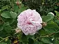‘Pink Léda’, vor 1844