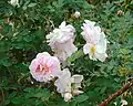 ‘Prairie Sweetheart’, Robinson, 1971