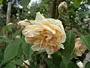 ‘Rêve d’Or’, Ducher, 1869