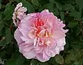 ‘Rosa Gruss an Aachen’, Spek, 1930
